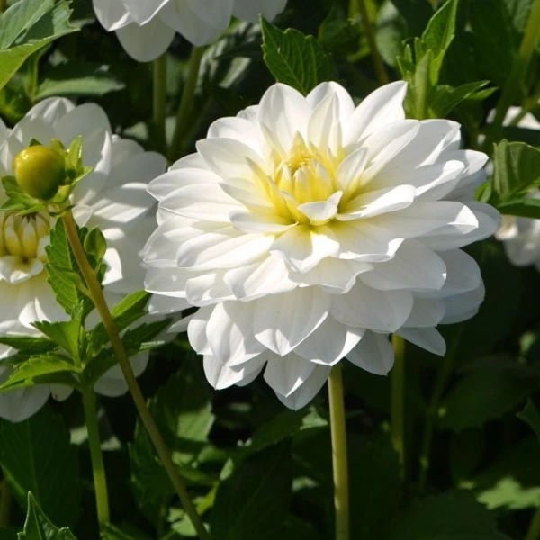 Dahlia 'White Onesta' 2 Dahlia 'White Onesta' - Image 2