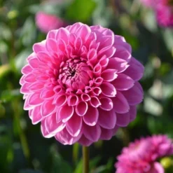 Dahlia 'Pink Sylvia' -Tree Bower Sales x600 24154