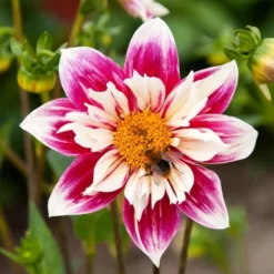 Dahlia 'Fashion Monger' -Tree Bower Sales x600 24156