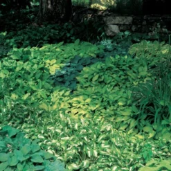 Emerald Isle Hosta Collection -Tree Bower Sales x600 24290