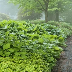 Emerald Isle Hosta Collection -Tree Bower Sales x600 24292