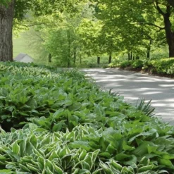 Emerald Isle Hosta Collection -Tree Bower Sales x600 24294