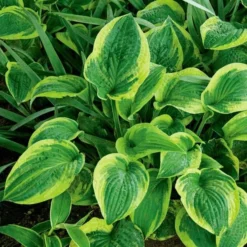 Emerald Isle Hosta Collection -Tree Bower Sales x600 24296