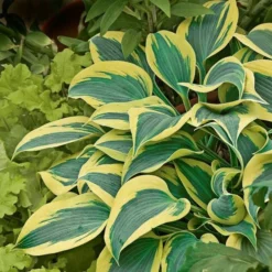 Emerald Isle Hosta Collection -Tree Bower Sales x600 24298