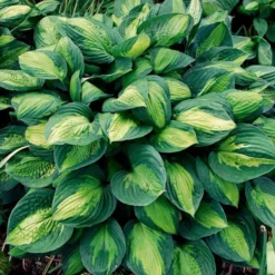 Emerald Isle Hosta Collection -Tree Bower Sales x600 24299