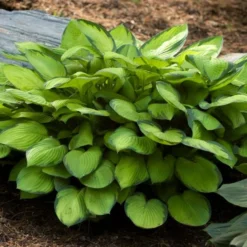 Emerald Isle Hosta Collection -Tree Bower Sales x600 24300