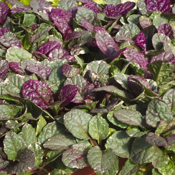 Ajuga Reptans 'Burgundy Glow' 1 Ajuga Reptans 'Burgundy Glow'