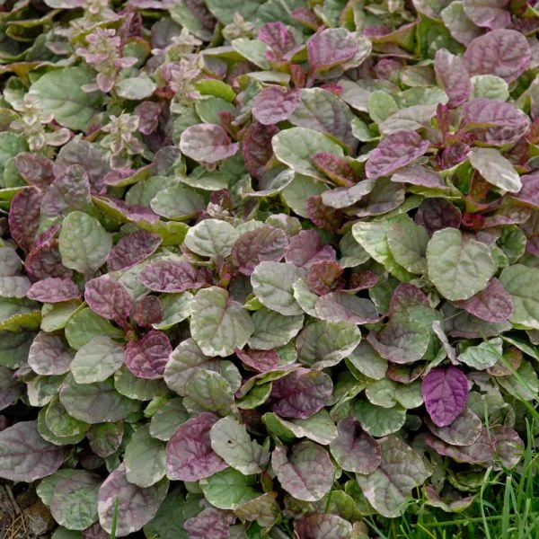 Ajuga Reptans 'Burgundy Glow' 2 Ajuga Reptans 'Burgundy Glow' - Image 2