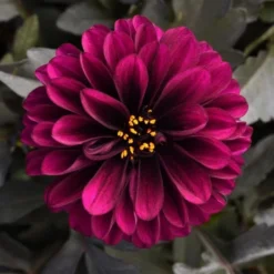 Dahlia City Lights™ Purple -Tree Bower Sales x600 24479