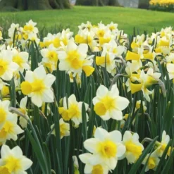Narcissus 'Golden Echo' -Tree Bower Sales x600 24505