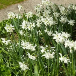 Narcissus 'Thalia' -Tree Bower Sales x600 24507