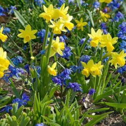 Narcissus 'Tête-à-Tête' 10 Narcissus 'Tête-à-Tête' -Tree Bower Sales x600 24508