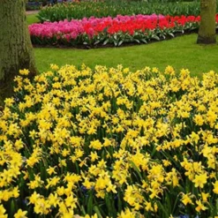 Narcissus 'Tête-à-Tête' 12 Narcissus 'Tête-à-Tête' -Tree Bower Sales x600 24511