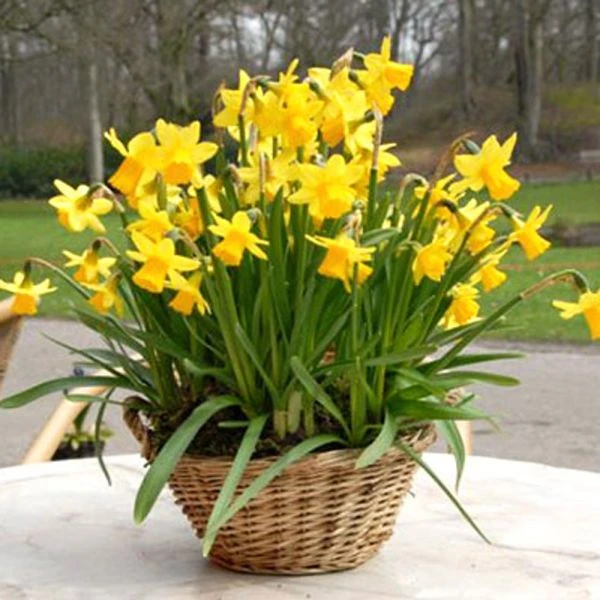 Narcissus 'Tête-à-Tête' 7 Narcissus 'Tête-à-Tête' - Image 7