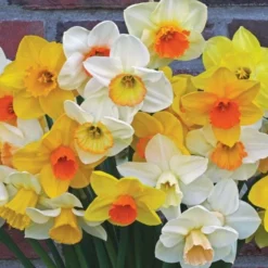 Weatherproof Large-Cupped Daffodil Mix 16 Weatherproof Large-Cupped Daffodil Mix -Tree Bower Sales x600 24519