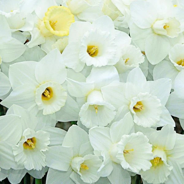 White Trumpet Solo Daffodil Mix 1 White Trumpet Solo Daffodil Mix