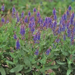 Salvia X Sylvestris 'Blue Hill' -Tree Bower Sales x600 24587