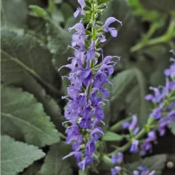 Salvia X Sylvestris 'Blue Hill' -Tree Bower Sales x600 24588