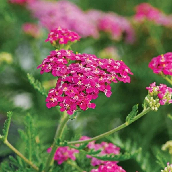 Achillea Millefolium Song Siren™ 'Layla' 1 Achillea Millefolium Song Siren™ 'Layla'