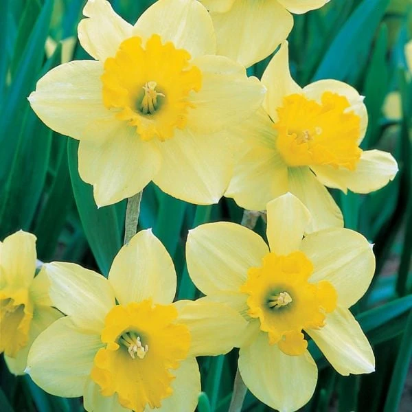Weatherproof Large-Cupped Daffodil Mix 2 Weatherproof Large-Cupped Daffodil Mix - Image 2