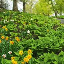 Collaboration For Part Shade For The North - Daffodils & Hosta -Tree Bower Sales x600 24691