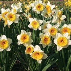 Large-Cupped Daffodil Naturalizing Mix -Tree Bower Sales x600 24699