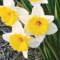 Large-Cupped Daffodil Naturalizing Mix -Tree Bower Sales x600 24701