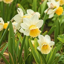 Large-Cupped Daffodil Naturalizing Mix -Tree Bower Sales x600 24702
