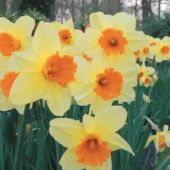 Large-Cupped Daffodil Naturalizing Mix -Tree Bower Sales x600 24703
