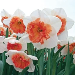 Large-Cupped Daffodil Naturalizing Mix -Tree Bower Sales x600 24704