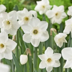 Large-Cupped Daffodil Naturalizing Mix -Tree Bower Sales x600 24705