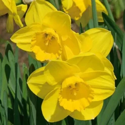 Large-Cupped Daffodil Naturalizing Mix -Tree Bower Sales x600 24706