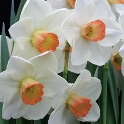 Large-Cupped Daffodil Naturalizing Mix