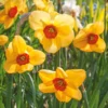 Small-Cupped Narcissus Mix