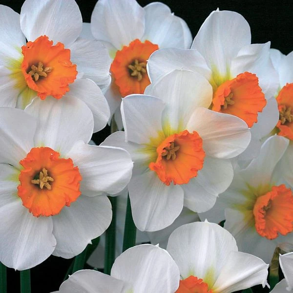 Small-Cupped Narcissus Mix 2 Small-Cupped Narcissus Mix - Image 2