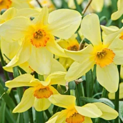 Small-Cupped Narcissus Mix 12 Small-Cupped Narcissus Mix -Tree Bower Sales x600 24744