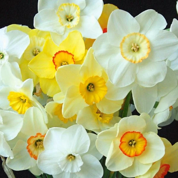 Small-Cupped Narcissus Mix 4 Small-Cupped Narcissus Mix - Image 4