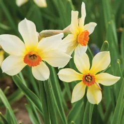 Small-Cupped Narcissus Mix 14 Small-Cupped Narcissus Mix -Tree Bower Sales x600 24747