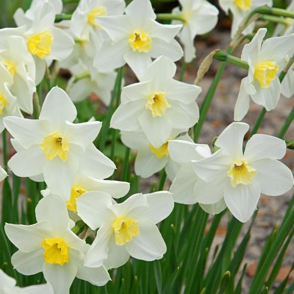 Small-Cupped Narcissus Mix 6 Small-Cupped Narcissus Mix - Image 6