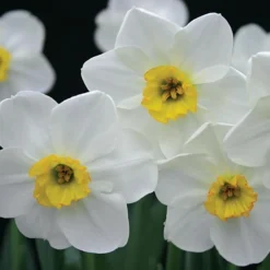 Small-Cupped Narcissus Mix 17 Small-Cupped Narcissus Mix -Tree Bower Sales x600 24750