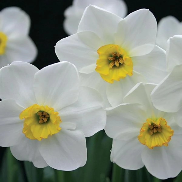 Small-Cupped Narcissus Mix 8 Small-Cupped Narcissus Mix - Image 8