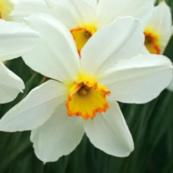 Small-Cupped Narcissus Mix 18 Small-Cupped Narcissus Mix -Tree Bower Sales x600 24751