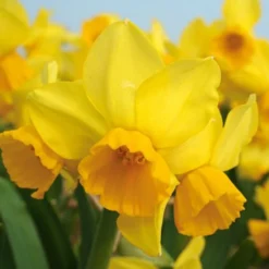 Scent Of Spring Daffodil Mix -Tree Bower Sales x600 24769