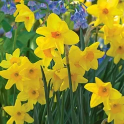 Scent Of Spring Daffodil Mix -Tree Bower Sales x600 24773