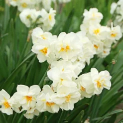 Narcissus The Classics Mix -Tree Bower Sales x600 24778
