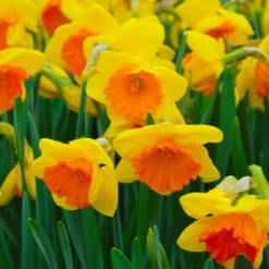Narcissus The Classics Mix -Tree Bower Sales x600 24779