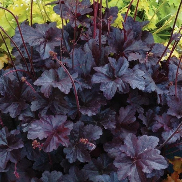Heuchera 'Obsidian' 3 Heuchera 'Obsidian' - Image 3