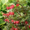 Dicentra Spectabilis Valentine®