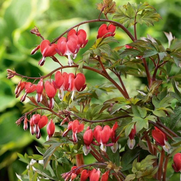 Dicentra Spectabilis Valentine® 1 Dicentra Spectabilis Valentine®