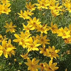 Coreopsis Verticillata 'Zagreb'